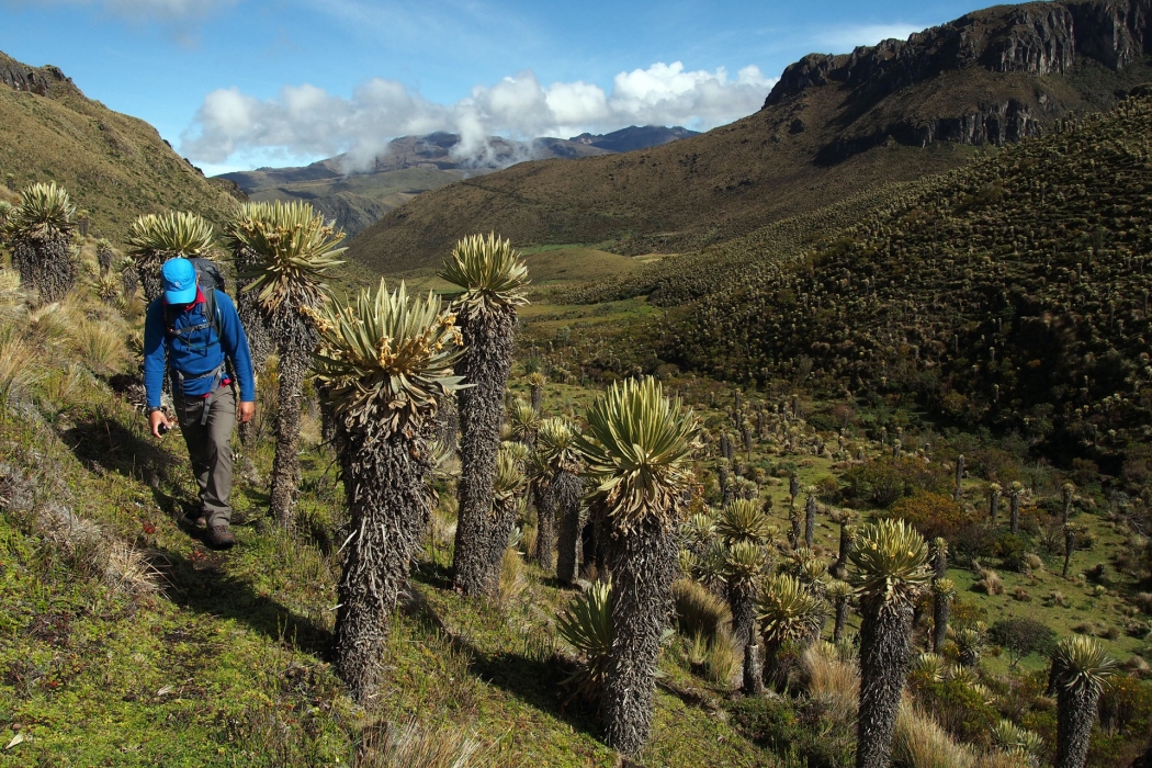 Hiking through the páramo