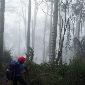 Cocora trees in the cloud forest
