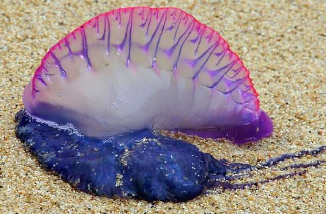 Portuguese man-of-war