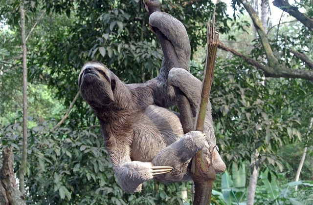 Sloth