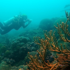 Staghorn corals in the foreground