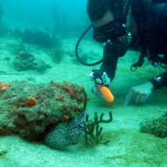 Filming a moray eel