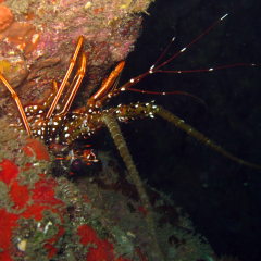 Langosta