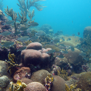 Tayrona's thriving coral reef
