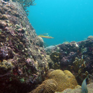 Tayrona's thriving coral reef