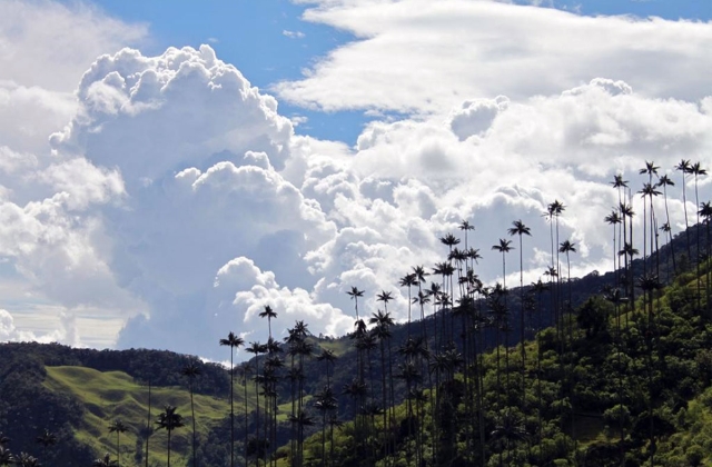 Valle de Cocora near Salento