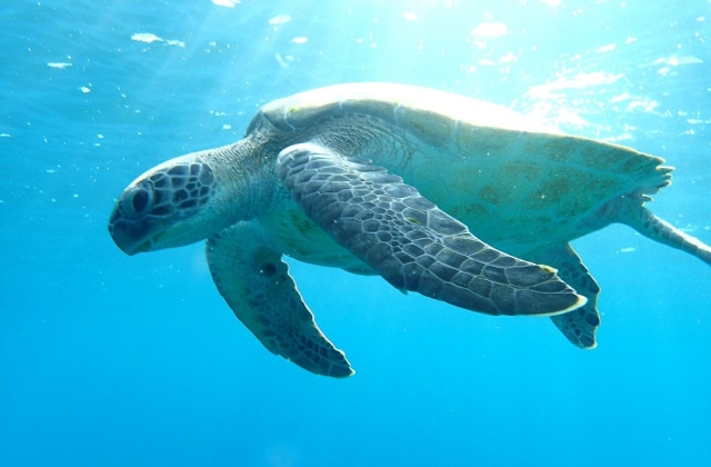 Green Sea Turtle