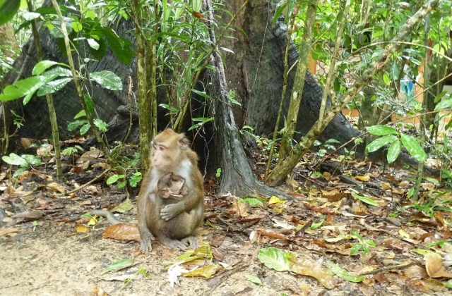 Macaque monkey family
