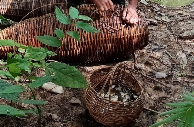 Batak fishing traps and catch of the day