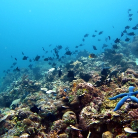 Anilao Scuba Diving Day Tour