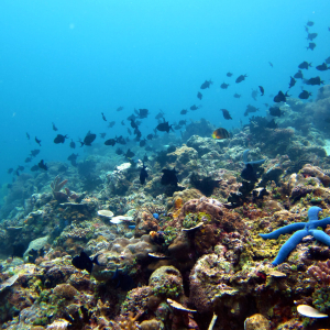 Underwater scenery at Anilao