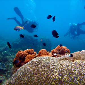 Divers underwater