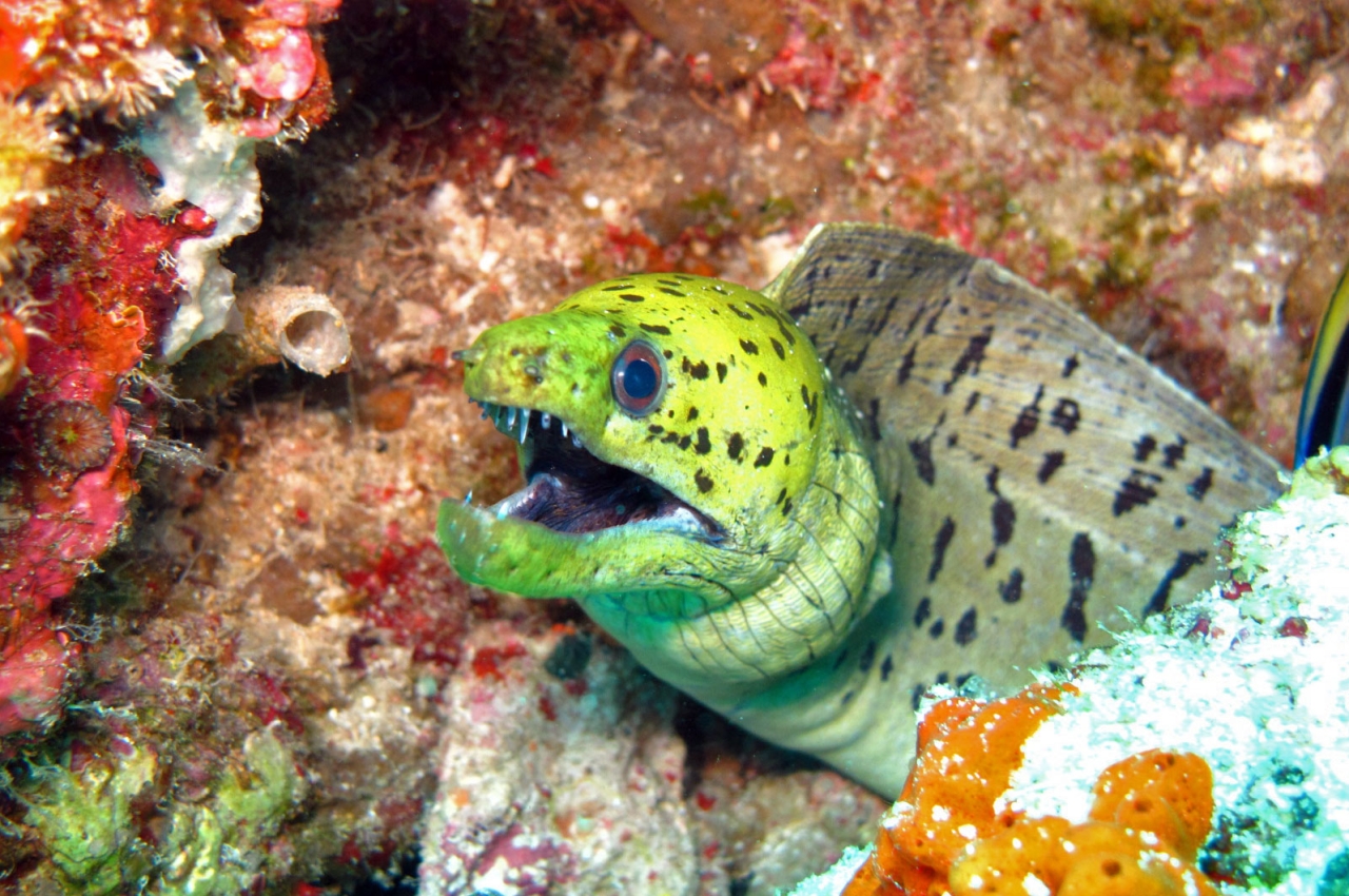 Diving the Philippines? Discover a jewel of marine biodiversity