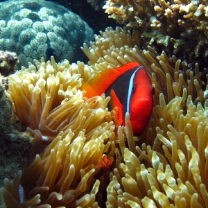 Pez payaso rojo