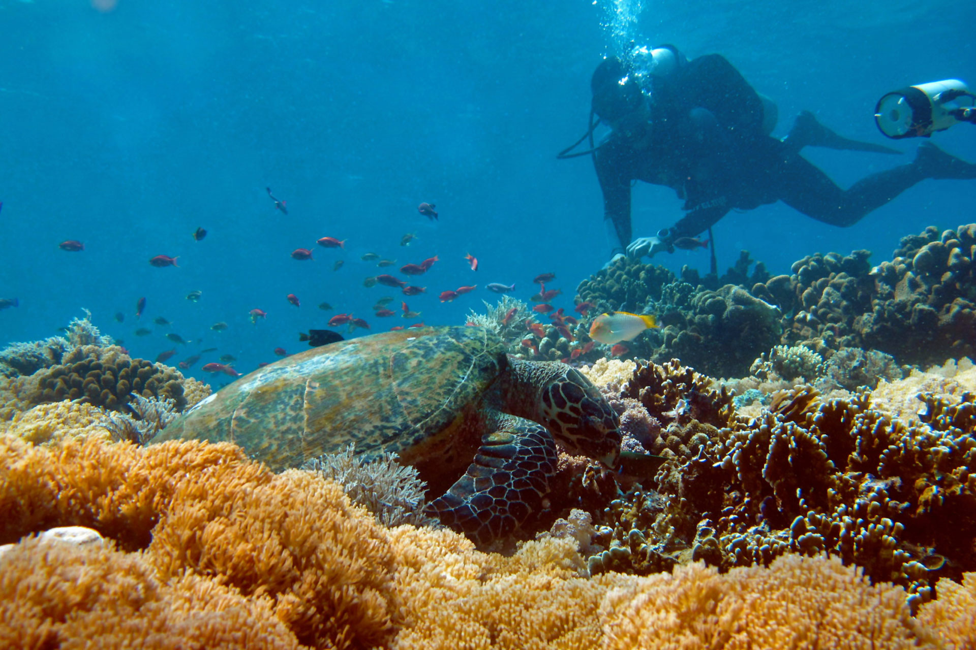 Vacaciones de buceo