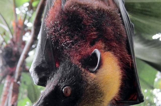 Golden-crowned flying fox 