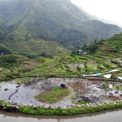 The rice terraces of Batad in Banaue, Ifugao province