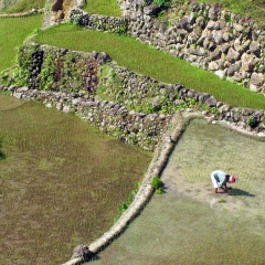 A farmer tending to the rice terraces