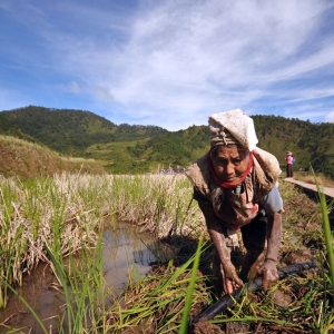 An old farmer in the mountain village of Maligcong