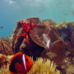 Giant clam and anemone fish among the corals of Ulugan Bay