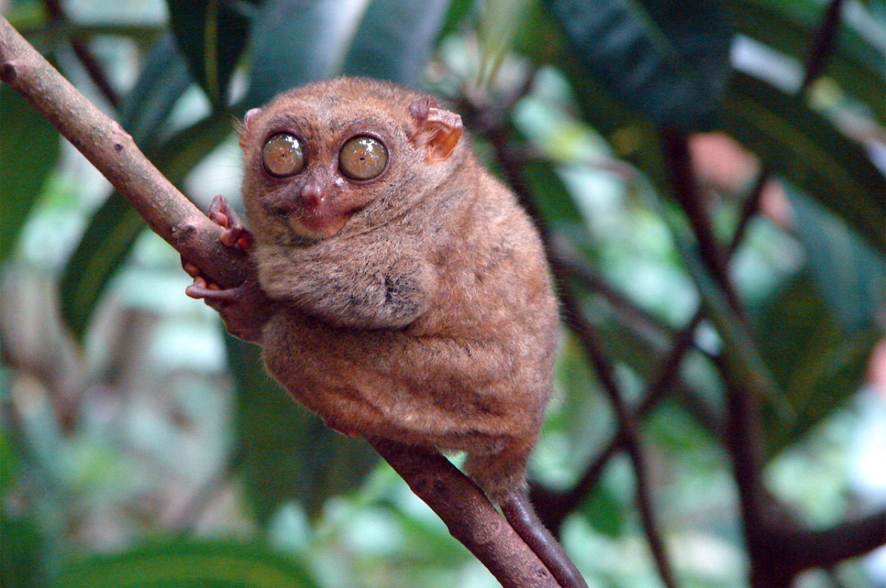 Uncharted Earth | Checking out the strangest mammals in the Philippines Uncharted Earth | Checking out the strangest mammals in the Philippines