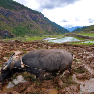 A farmer works the rice paddies in Sagada, Mountain Province