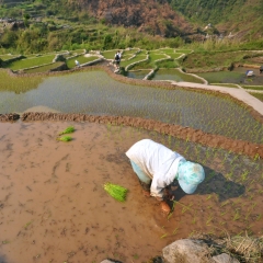 A farmer works the rice paddies in Sagada, Mountain Province