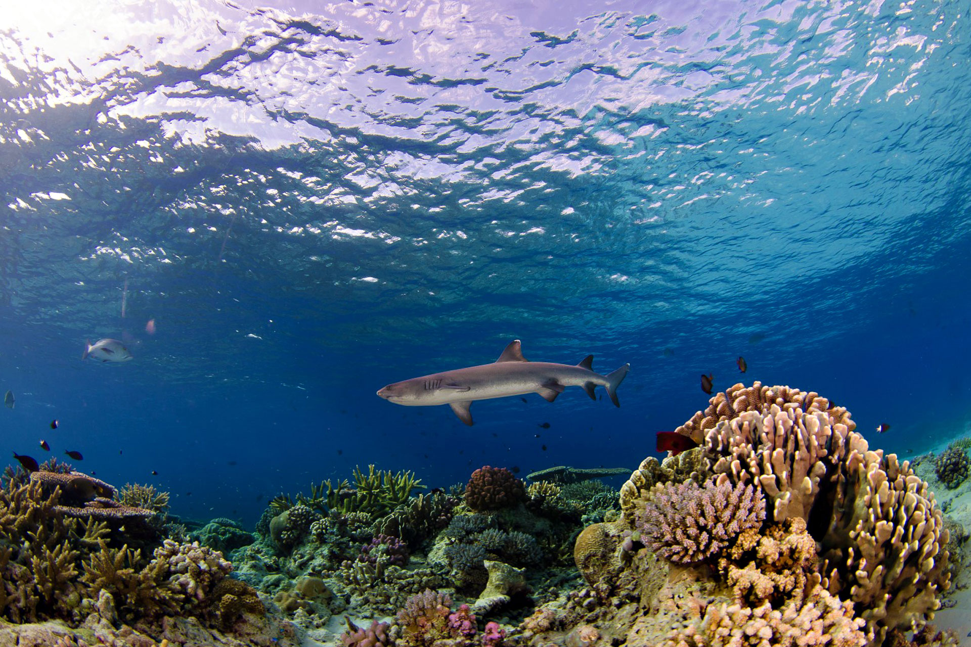 Tiburón de arrecife de punta blanca