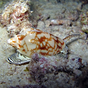 Sea snail