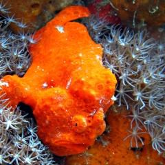 Pez sapo