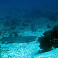 Tiburones de arrecife de punta blanca con su amigo sepia