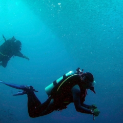 Buceadores bajo una nube de sardinas en la Isla Pescador