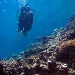 A diver admiring the underwater landscape