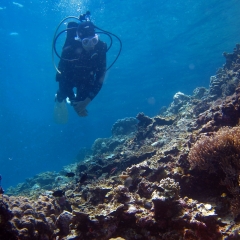 A diver admiring the underwater landscape