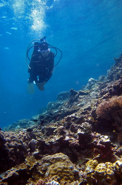 A diver admiring the underwater landscape