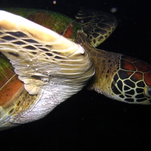 Green sea turtle