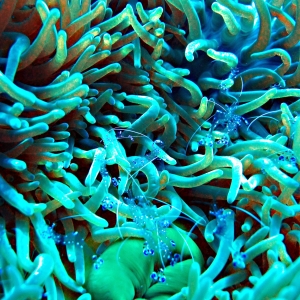 Anemone shrimp