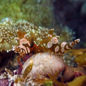 Safari de buceo en Visayas: Cebu, Negros, Bohol