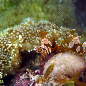 Squat shrimp