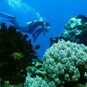 Diver in Apo Island