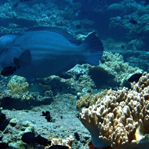 Hump head parrot fish