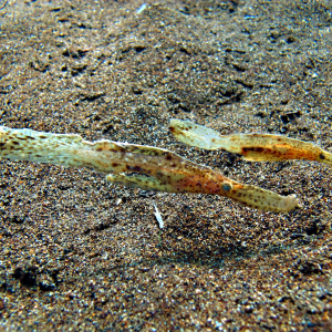 Robust ghost pipefish
