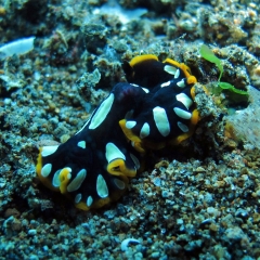 Gusano plano de mar (platelminto)