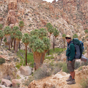Approaching an oasis at Joshua Tree