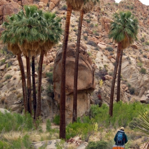 En un oasis en el Parque Nacional de Árboles de Josué