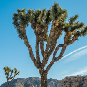 A Joshua tree
