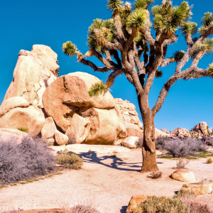 A Joshua tree