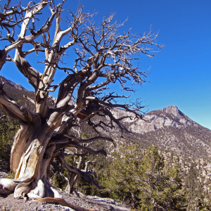 An ancient bristlecone pine tree