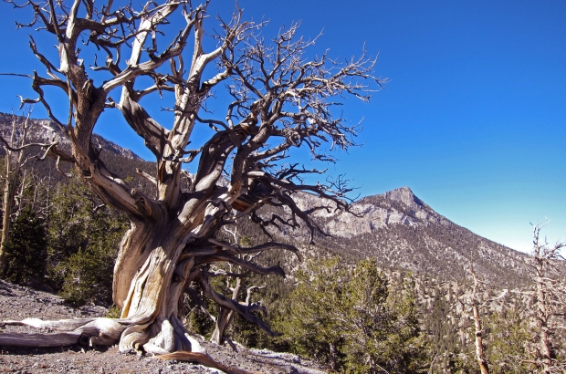 An ancient bristlecone pine tree