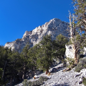 View of the peak of Mt. Charleston